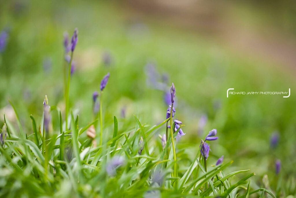 Bluebell Pop Up Photoshoot - Richard Jarmy